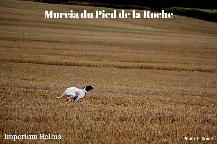 du Pied de la Roche - Nouvelles de Malya devenue Murcia