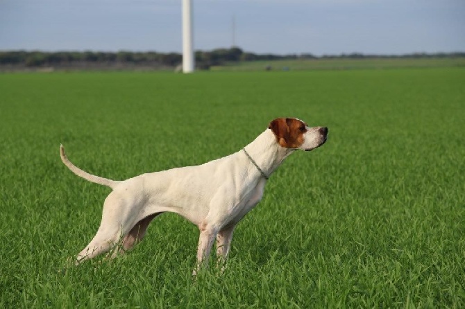 du Pied de la Roche - Field de JEREZ