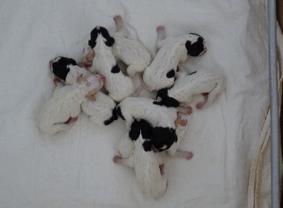 du Pied de la Roche - Naissance des chiots